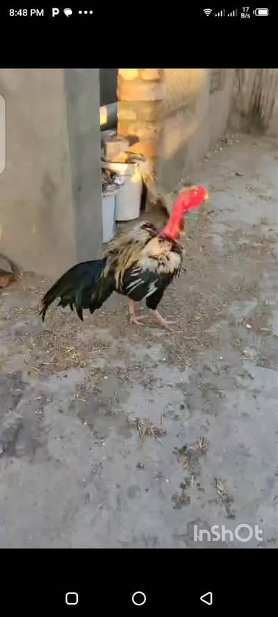 Pure Thai Saigon burmes chicks 4 chicks 2.5 months 1 pair 3.5 months