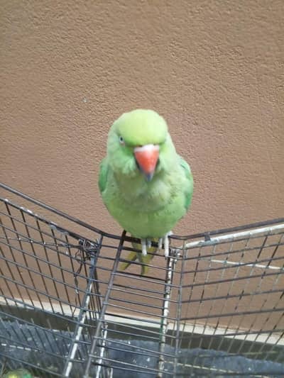 Green parrot    03484716905