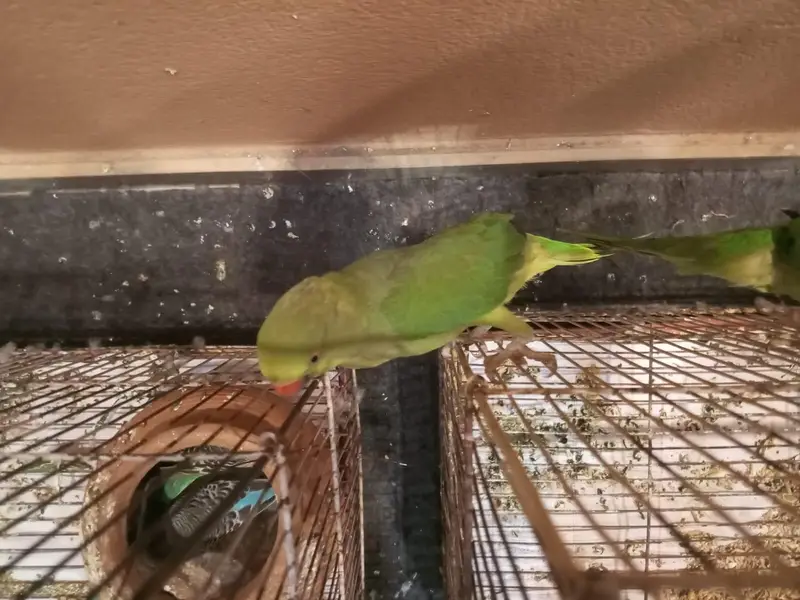 Green parrot    03484716905 — photo 2