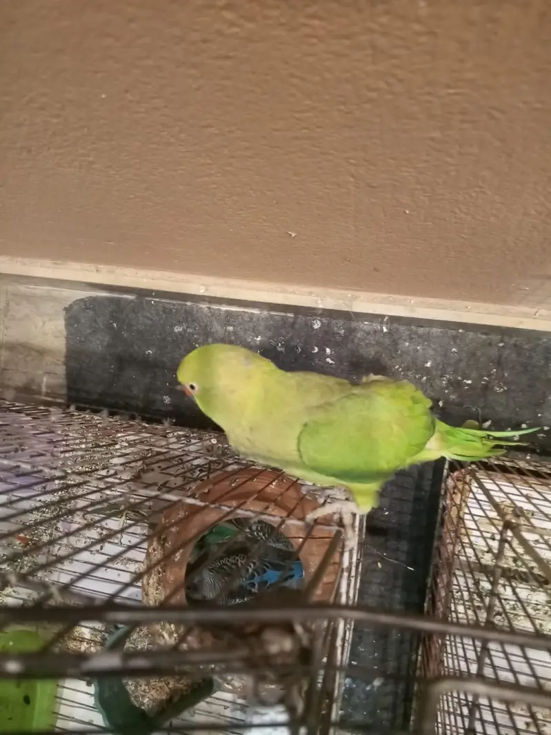 Green parrot    03484716905 — photo 3