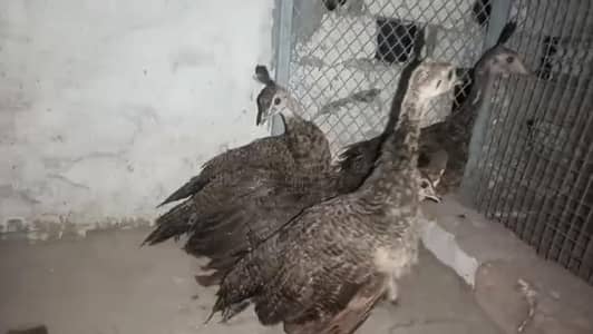 Peacock chick's
