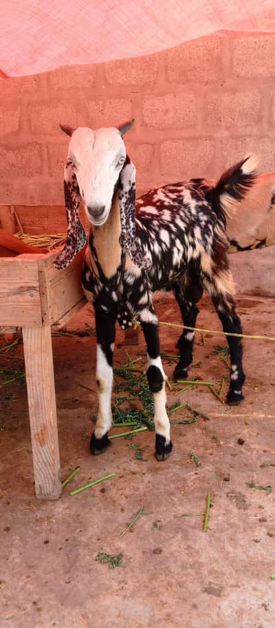 bakra for sale