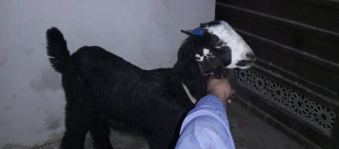 qabli bakra