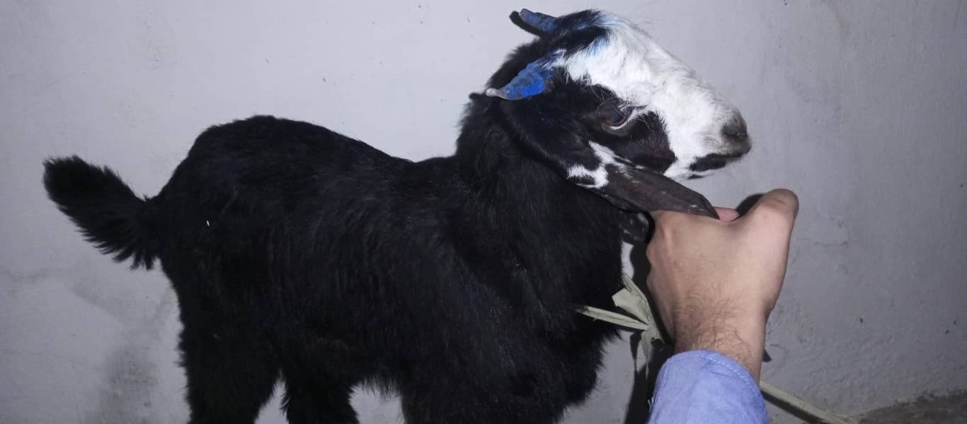 qabli bakra 1