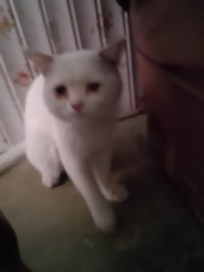 Male Angola Cat