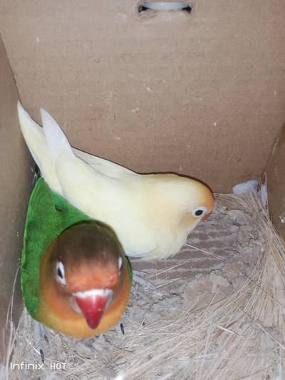 love birds and zebras finches
