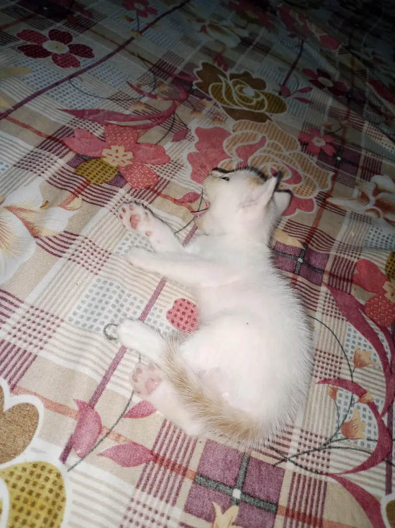 double coat 3 kitten urgent sail — photo 2