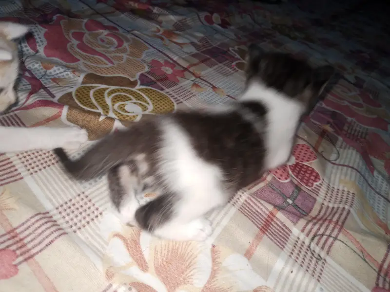 double coat 3 kitten urgent sail — photo 3