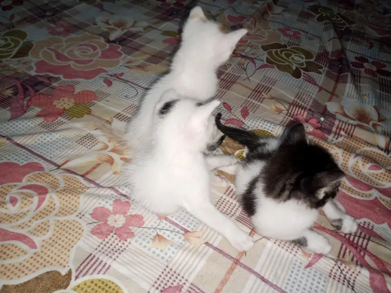 double coat 3 kitten urgent sail — photo 4