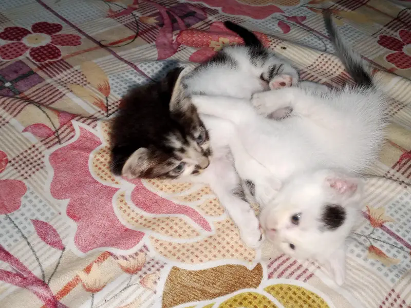 double coat 3 kitten urgent sail — photo 5