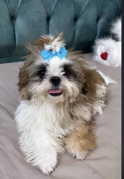 Male dog for cross avalible