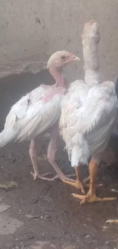 ohoo shamo chick's jalthi and active agge 3.5 month