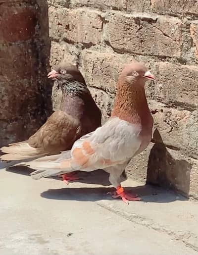 Pure Indian pair with Rampuri