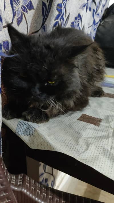 black male Persian triple coated for sale