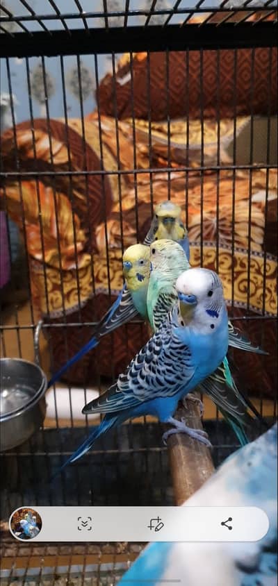 Breeder Budgies Rate Finl !!!!!