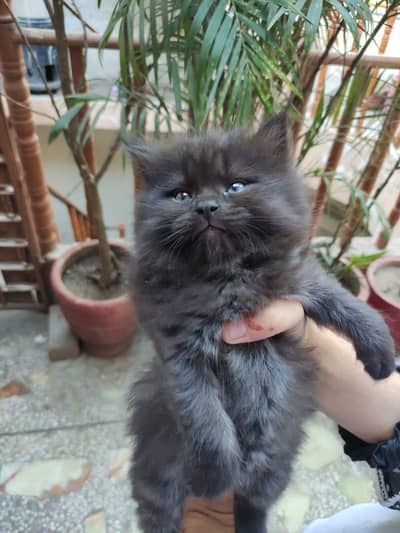 kitten for sale