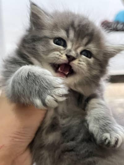 Persian punch face triple coat kittens only WhatsApp 03375899344