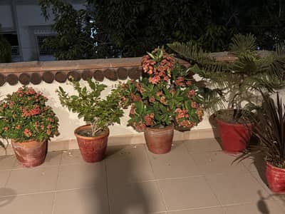 Plants for sale