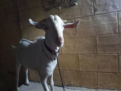Teda Breeder for sale