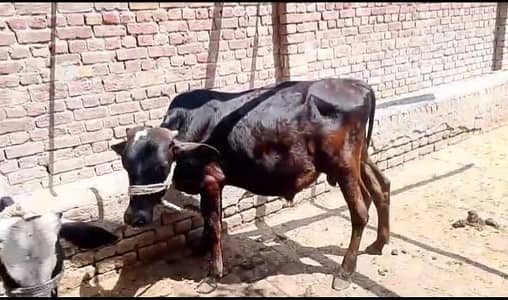 kheera bchra urgent sale /03005356705