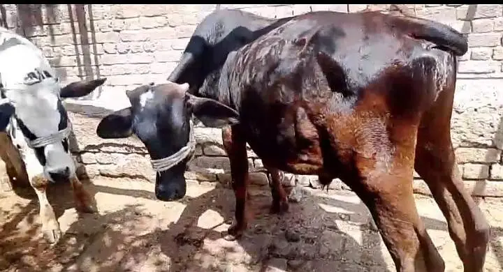 kheera bchra urgent sale /03005356705 — photo 2