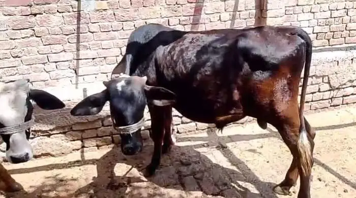 kheera bchra urgent sale /03005356705 — photo 3