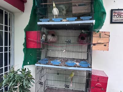 Cocktail and Lovebirds with cage