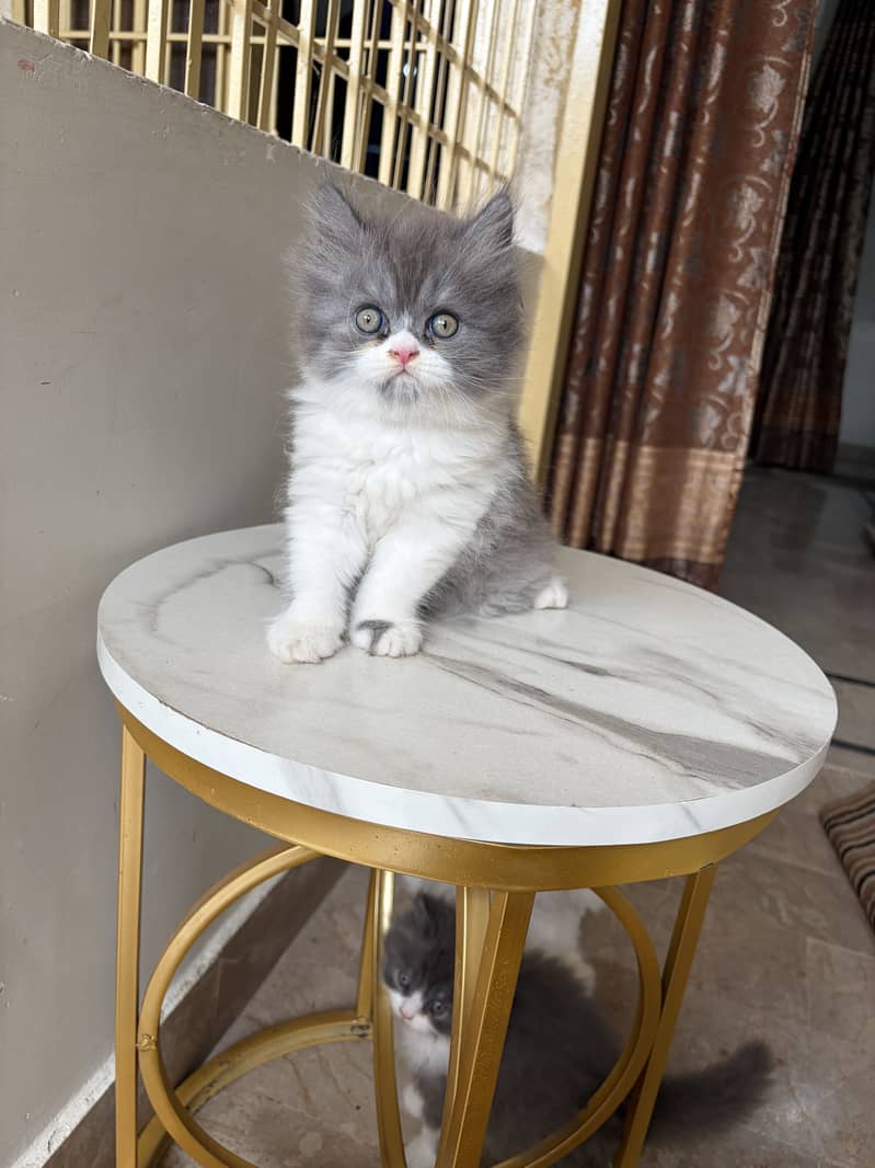 Persion cat 1