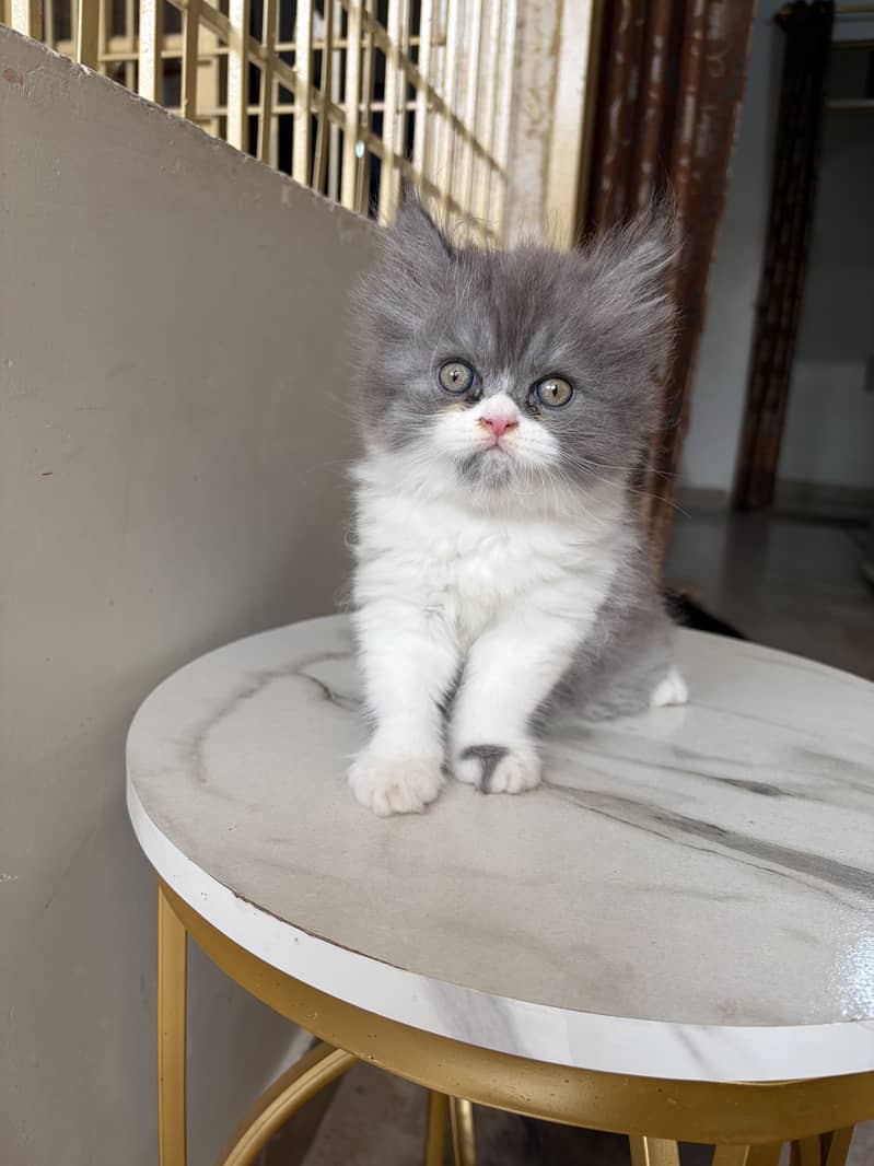 Persion cat 2