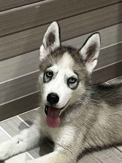 Siberian husky for sale