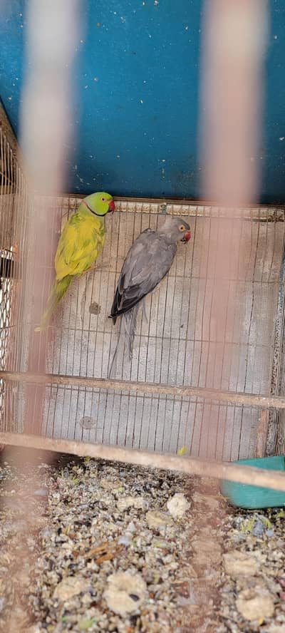 Ring neck + Cocktail Pair 100% breeder