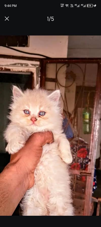 male cat for sale doll face triple couted