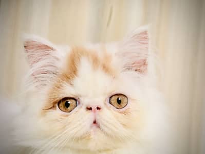 Persian piki face van colour