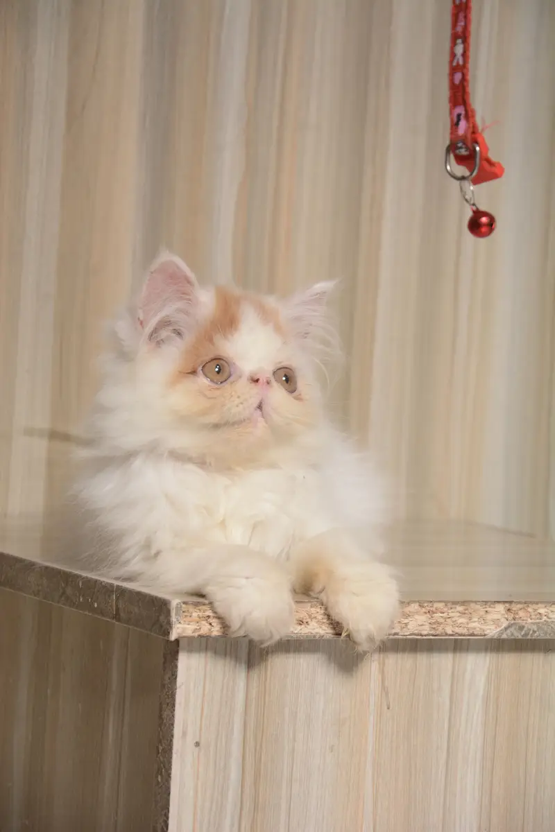 Persian piki face van colour — photo 5