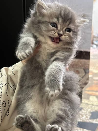 Persian punch face triple coat kittens watsapp only 03375899344