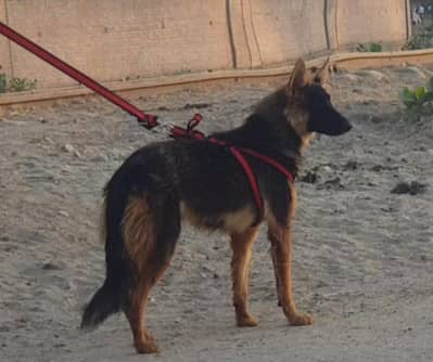 German Shepherd female long coat for sale