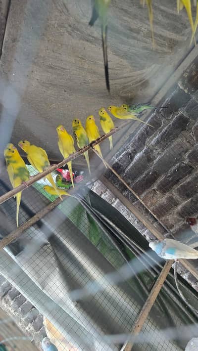 Breeders pair he  full healthy he