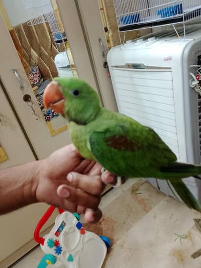 3 Month Old Healthy Pahari Ringneck Handtamp