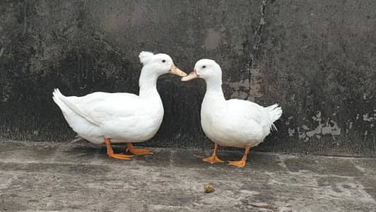 Crusted Breeder Ducks pair