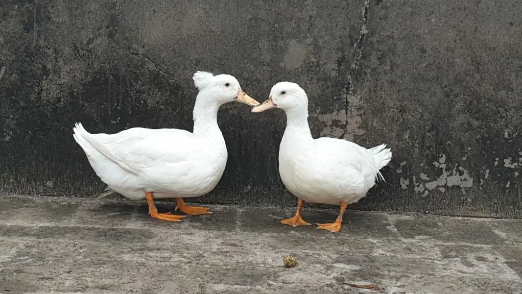 Crusted Breeder Ducks pair