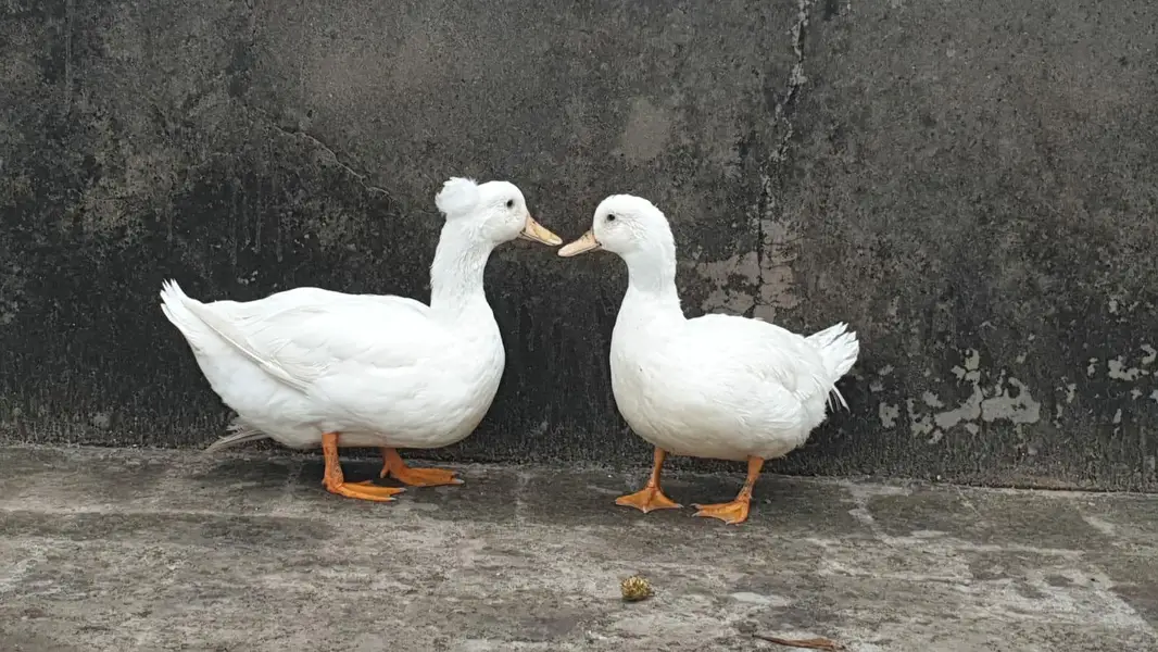 Crusted Breeder Ducks pair — photo 2