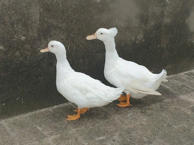 Crusted Breeder Ducks pair — photo 3