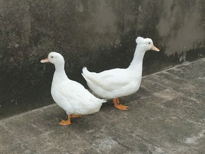 Crusted Breeder Ducks pair — photo 4