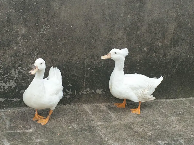 Crusted Breeder Ducks pair — photo 5