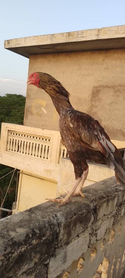 3 aseel male for sale halde and Active