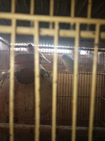 albino lutino 4 sale