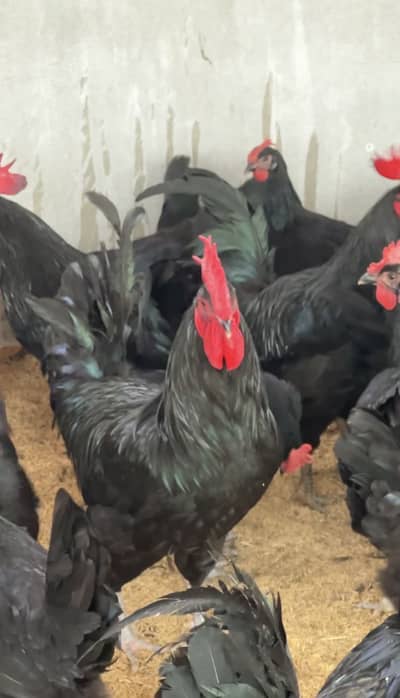 Australorp Chicks | Australop | Austrolorp | Austrolop | Egg Laying