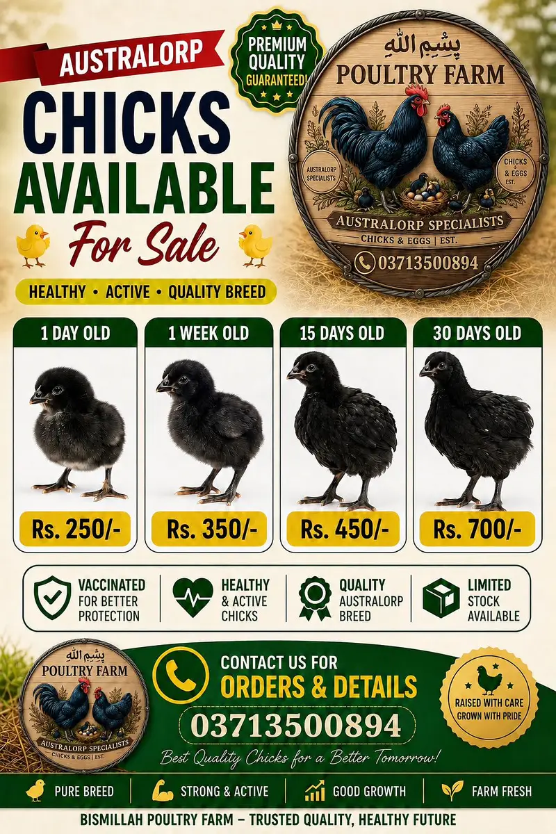 Australorp Chicks | Australop | Austrolorp | Austrolop | Egg Laying — photo 2