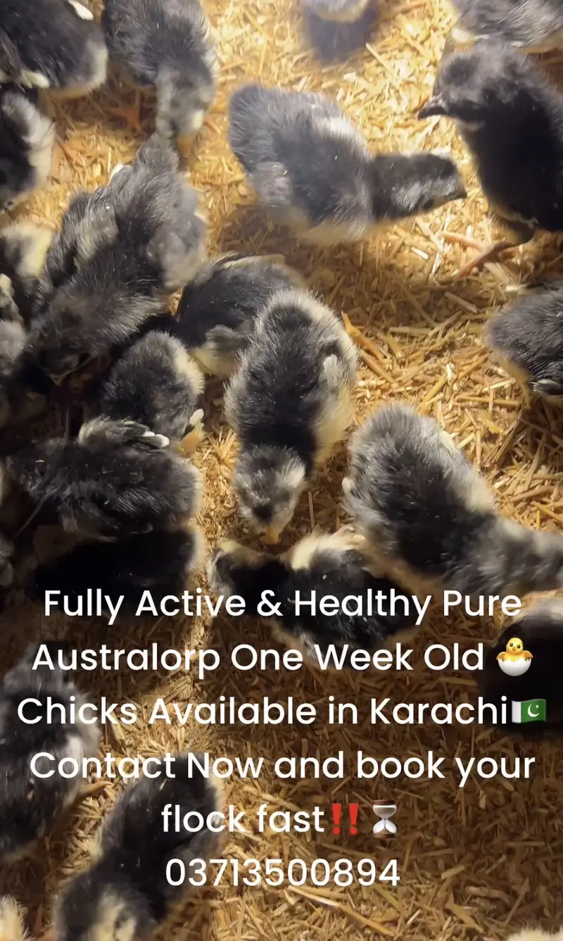Australorp Chicks | Australop | Austrolorp | Austrolop | Egg Laying — photo 3