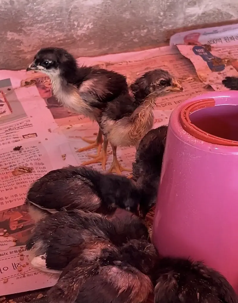 Australorp Chicks | Australop | Austrolorp | Austrolop | Egg Laying — photo 4
